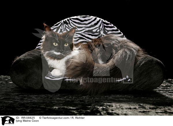 liegende Maine Coon / lying Maine Coon / RR-08825