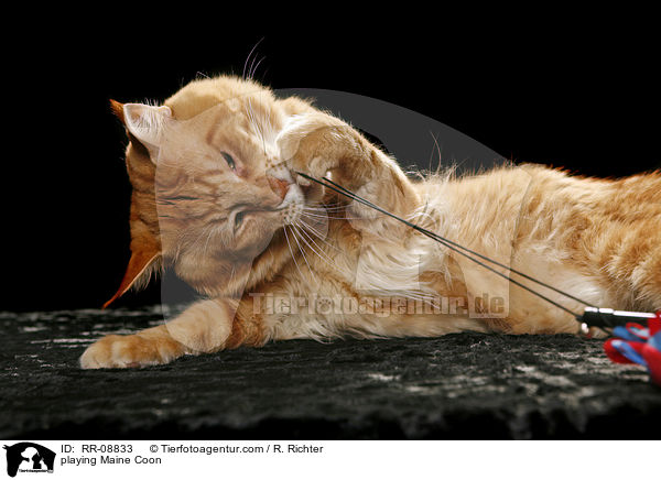 playing Maine Coon / RR-08833