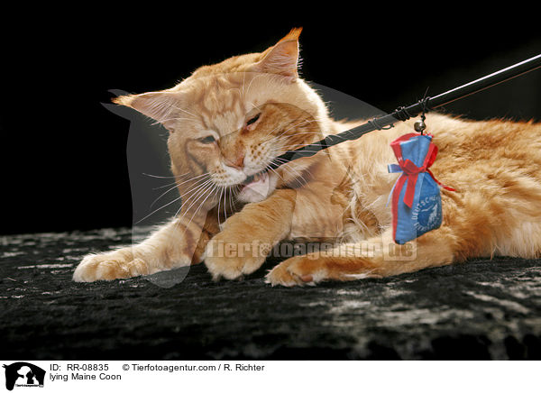liegende Maine Coon / lying Maine Coon / RR-08835