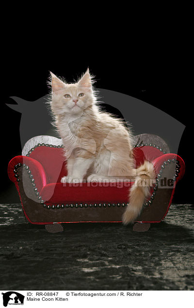 Maine Coon Kitten / RR-08847