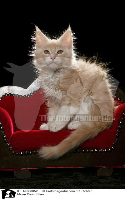 Maine Coon Ktzchen / Maine Coon Kitten / RR-08852