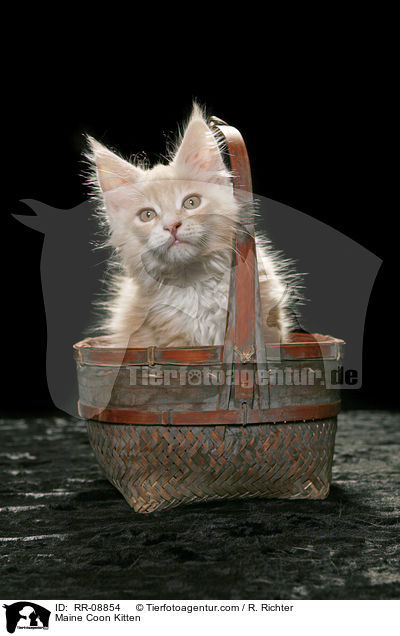 Maine Coon Ktzchen / Maine Coon Kitten / RR-08854