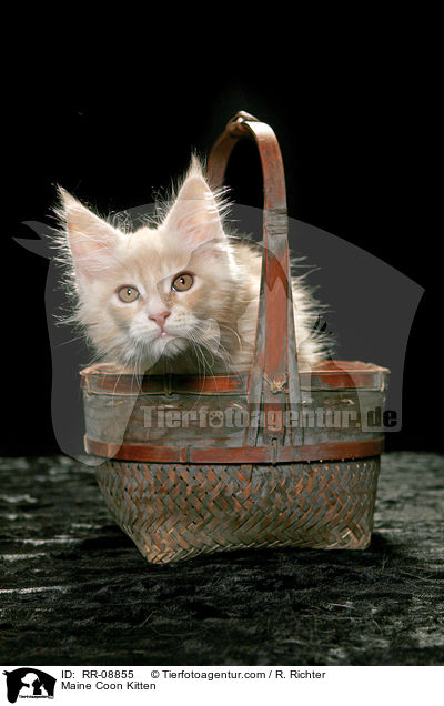 Maine Coon Ktzchen / Maine Coon Kitten / RR-08855
