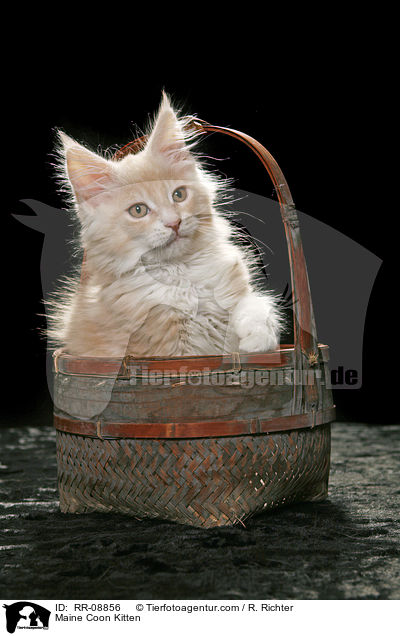 Maine Coon Ktzchen / Maine Coon Kitten / RR-08856