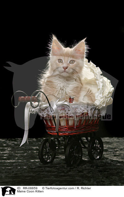 Maine Coon Ktzchen / Maine Coon Kitten / RR-08859