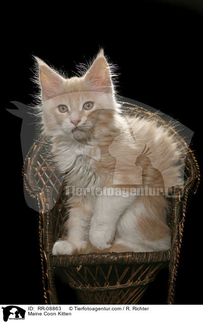 Maine Coon Ktzchen / Maine Coon Kitten / RR-08863