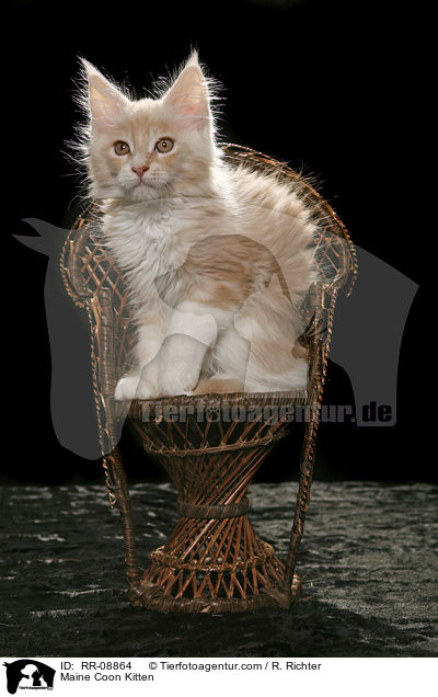 Maine Coon Ktzchen / Maine Coon Kitten / RR-08864