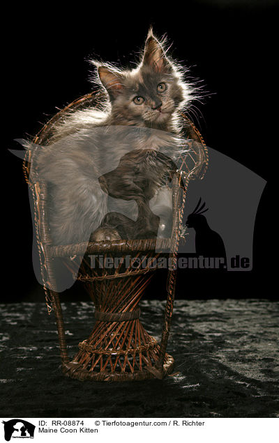 Maine Coon Ktzchen / Maine Coon Kitten / RR-08874