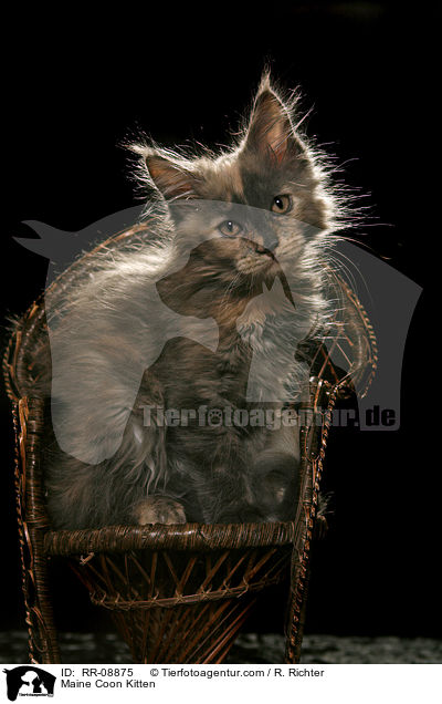 Maine Coon Ktzchen / Maine Coon Kitten / RR-08875