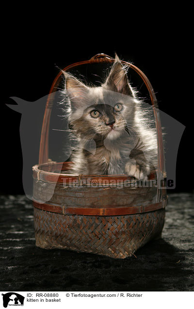 Ktzchen im Krbchen / kitten in basket / RR-08880