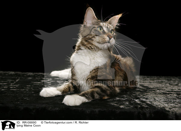 lying Maine Coon / RR-08890