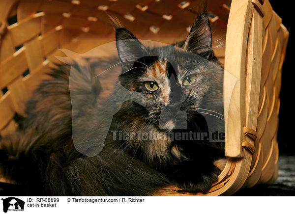 cat in basket / RR-08899