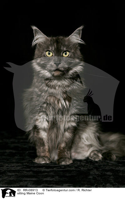 sitting Maine Coon / RR-08913