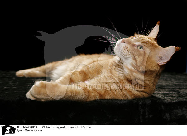 liegende Maine Coon / lying Maine Coon / RR-08914