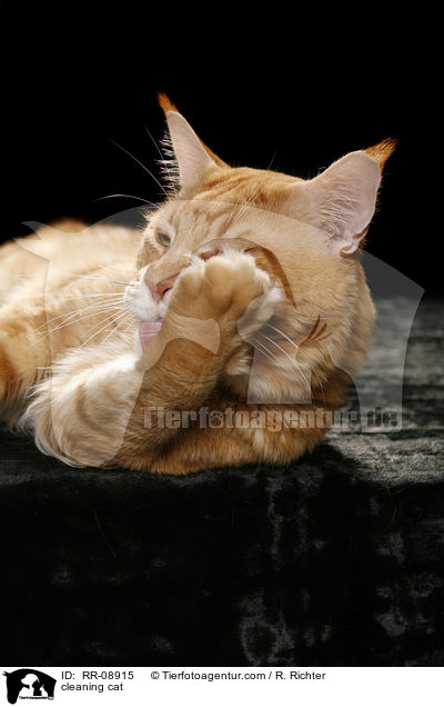 sich putzende Katze / cleaning cat / RR-08915