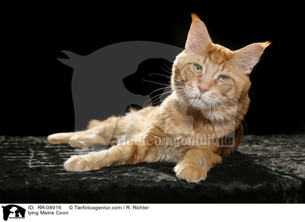 lying Maine Coon / RR-08916