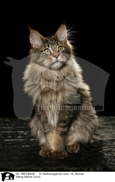 sitting Maine Coon / RR-08926