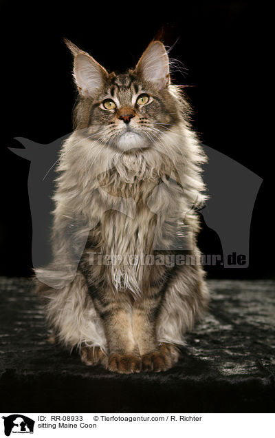 sitzende Maine Coon / sitting Maine Coon / RR-08933