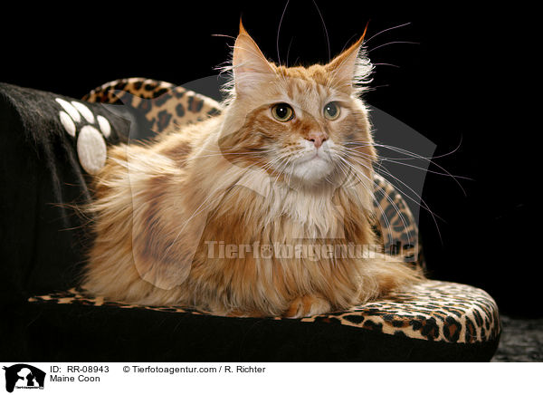 Maine Coon auf Sofa / Maine Coon / RR-08943