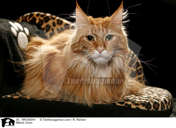 Maine Coon auf Sofa / Maine Coon / RR-08944