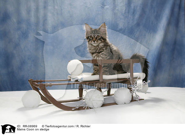 Maine Coon auf Schlitten / Maine Coon on sledge / RR-08969