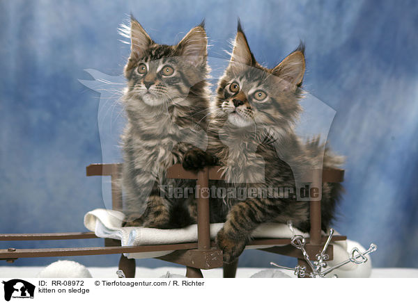 kitten on sledge / RR-08972