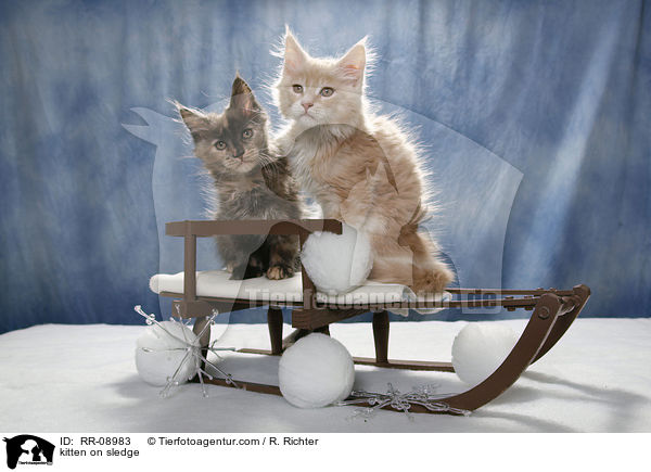 Ktzchen auf Schlitten / kitten on sledge / RR-08983