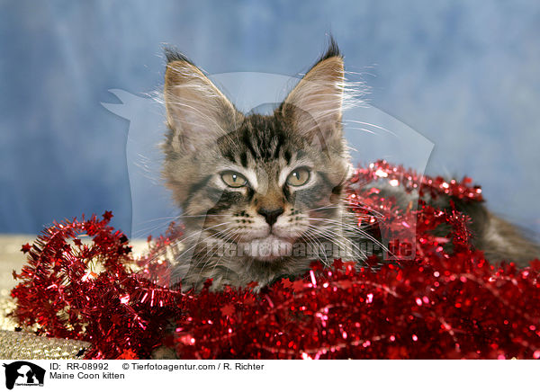 Maine Coon Ktzchen / Maine Coon kitten / RR-08992