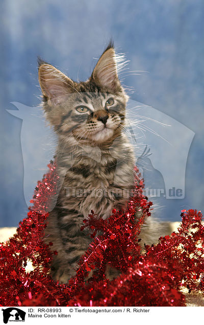 Maine Coon Ktzchen / Maine Coon kitten / RR-08993
