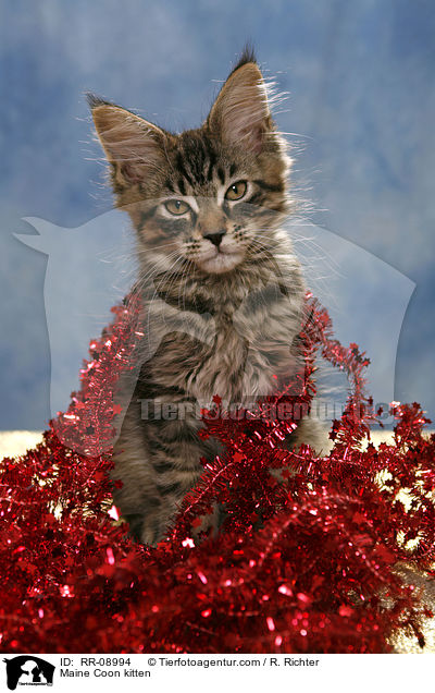 Maine Coon Ktzchen / Maine Coon kitten / RR-08994