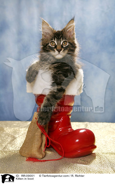 Ktzchen im Stiefel / Kitten in boot / RR-09001