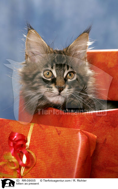 kitten as present / RR-09005