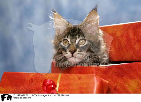 kitten as present / RR-09006