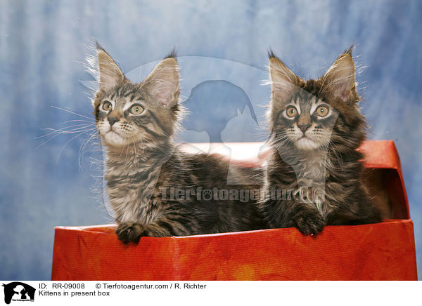 Kittens in present box / RR-09008