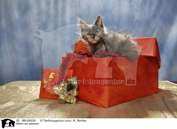 kitten as present / RR-09009