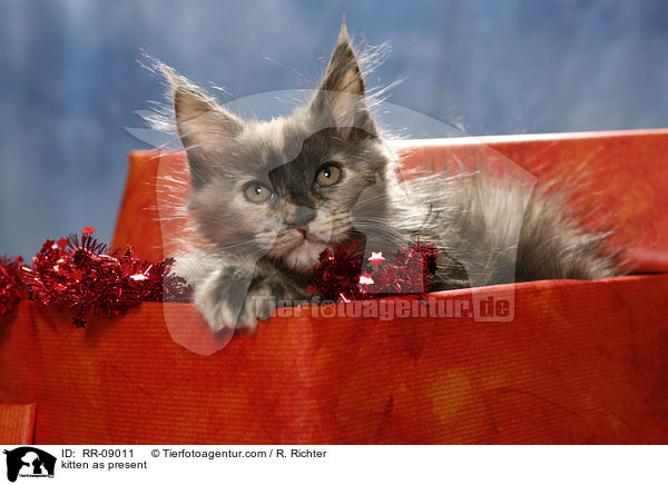 Ktzchen im Geschenk / kitten as present / RR-09011