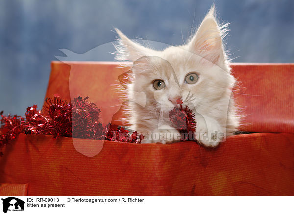 Ktzchen im Geschenk / kitten as present / RR-09013