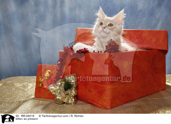 Ktzchen im Geschenk / kitten as present / RR-09016