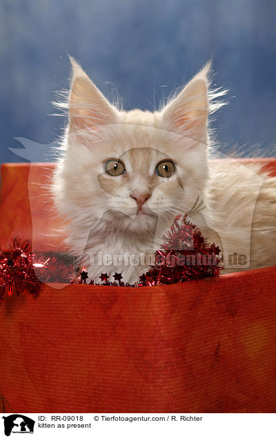 Ktzchen im Geschenk / kitten as present / RR-09018
