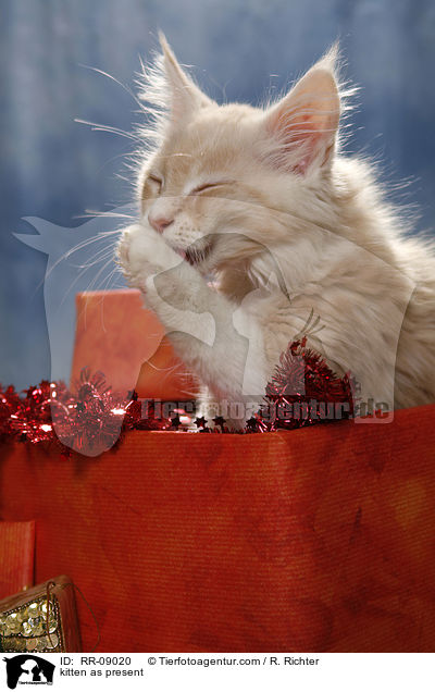 Ktzchen im Geschenk / kitten as present / RR-09020