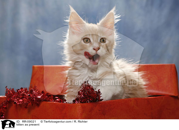 Ktzchen im Geschenk / kitten as present / RR-09021