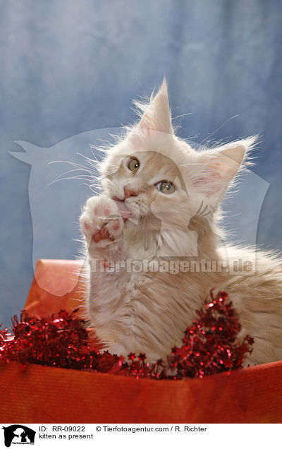 Ktzchen im Geschenk / kitten as present / RR-09022