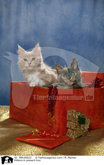 Kittens in present box / RR-09023