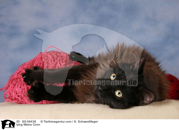liegende Maine Coon / lying Maine Coon / SS-06438