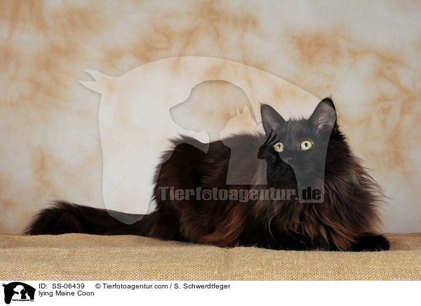 liegende Maine Coon / lying Maine Coon / SS-06439