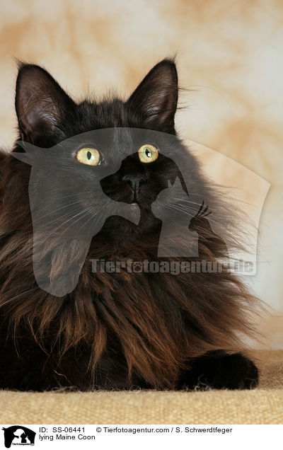 liegende Maine Coon / lying Maine Coon / SS-06441