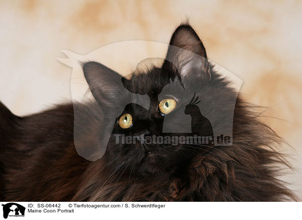Maine Coon Portrait / Maine Coon Portrait / SS-06442