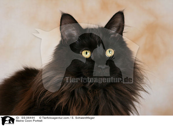 Maine Coon Portrait / Maine Coon Portrait / SS-06444