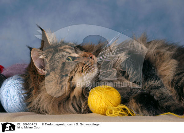 liegende Maine Coon / lying Maine Coon / SS-06453