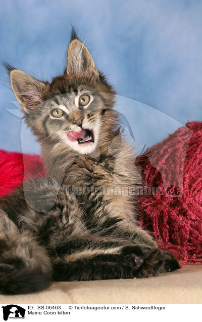 Maine Coon Ktzchen / Maine Coon kitten / SS-06463